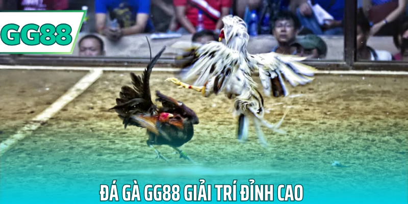 Đá gà gg88 giải trí đỉnh cao