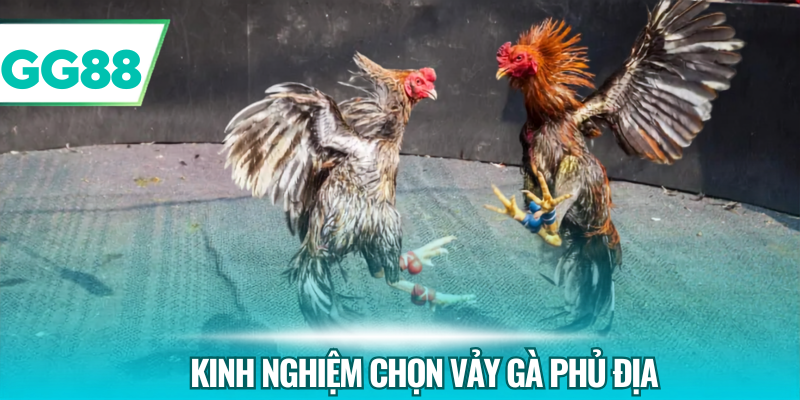 Kinh nghiệm chọn vảy gà phủ địa