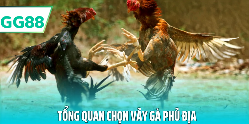 Tổng quan chọn vảy gà phủ địa